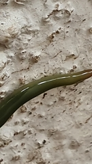 Othelosoma joburgi