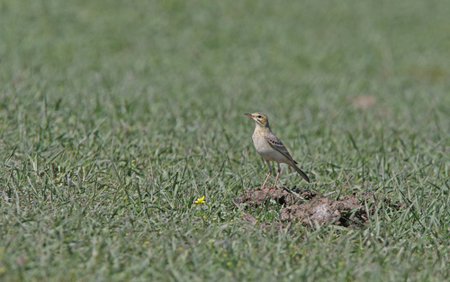 Primorska trepteljka (Anthus campestris)