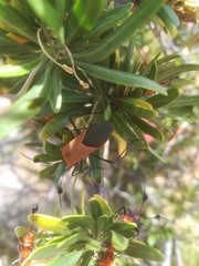 Galaesus hasticornis