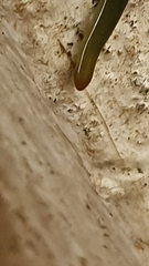 Othelosoma joburgi