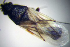 Metopoplax origani