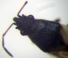 Metopoplax origani