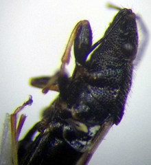 Metopoplax origani