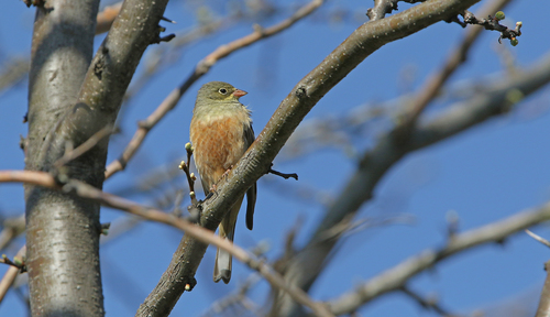 Vrtna strnadica (Emberiza hortulana)