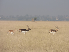 Antilope cervicapra