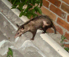 Didelphis