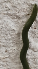 Othelosoma joburgi