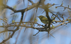 Phylloscopus nitidus