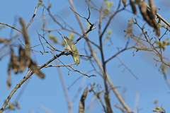 Phylloscopus nitidus