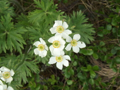 Anemonastrum biarmiense