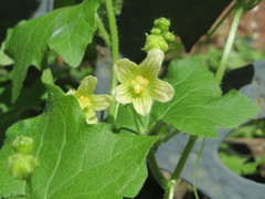 Bryonia cretica dioica