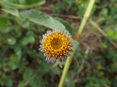 Aster alpinus tolmatschevii