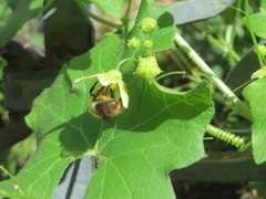 Bryonia cretica dioica