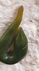 Othelosoma joburgi