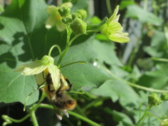 Bryonia cretica dioica