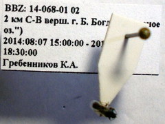 Metopoplax origani