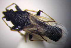 Metopoplax origani