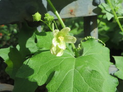 Bryonia cretica dioica