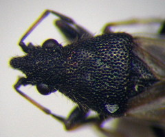 Metopoplax origani