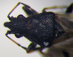 Metopoplax origani
