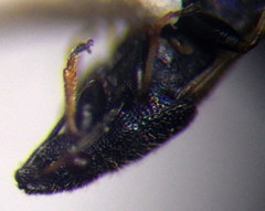 Metopoplax origani