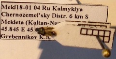 Metopoplax origani