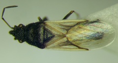 Metopoplax origani