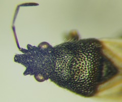 Metopoplax origani