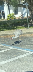 Grus canadensis image