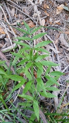 Cicuta douglasii