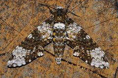 Manduca albiplaga