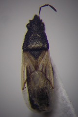 Metopoplax origani