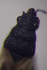 Metopoplax origani