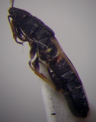 Metopoplax origani