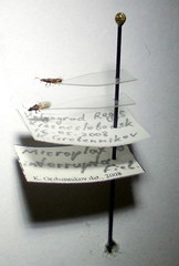 Microplax interrupta