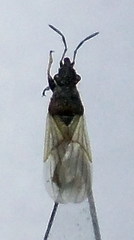 Microplax interrupta