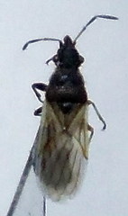 Microplax interrupta
