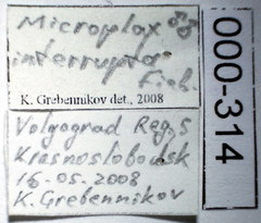 Microplax interrupta