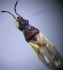 Microplax interrupta
