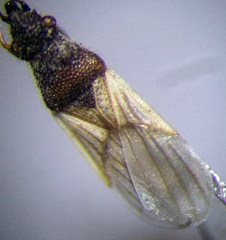Microplax interrupta