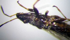 Microplax interrupta