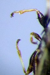 Microplax interrupta