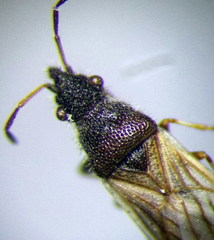 Microplax interrupta
