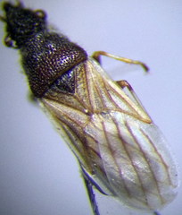 Microplax interrupta