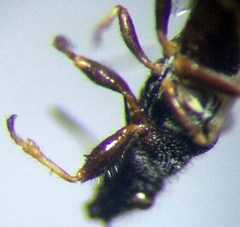 Microplax interrupta