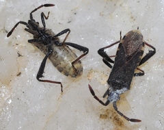 Loxocnemis dentator