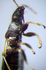 Microplax interrupta
