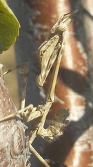 Empusa