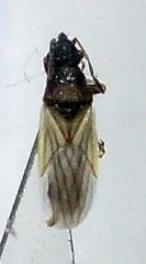 Microplax interrupta