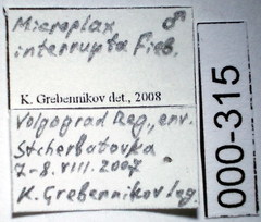 Microplax interrupta